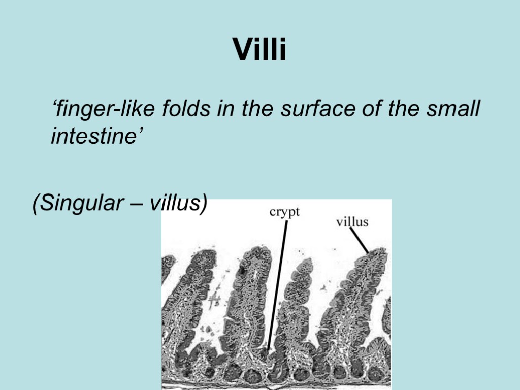 Villi ‘finger-like folds in the surface of the small intestine’ (Singular – villus)